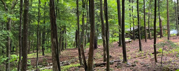 Beneath the Canopy